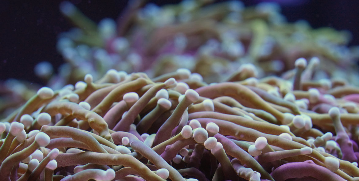 LPSTorch Corals
