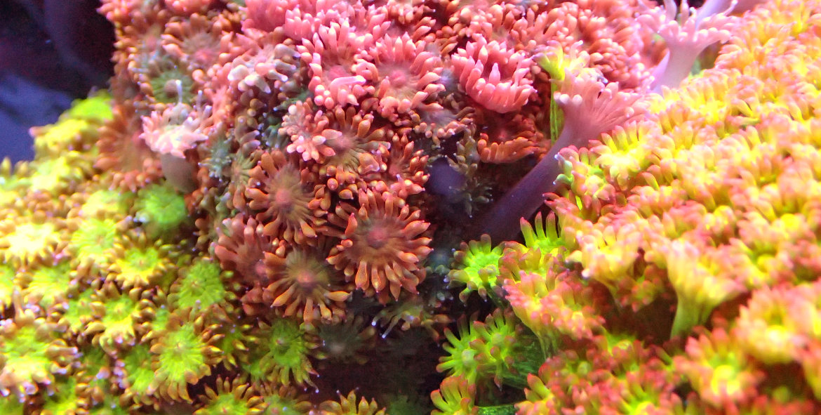 GoniGoniopora
